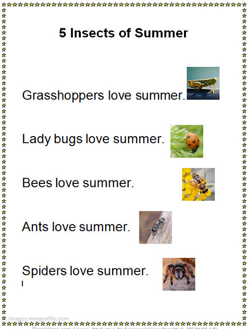 5 Insects of Summer