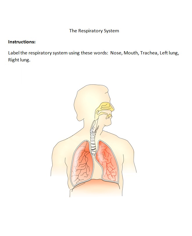 respiratory system diagram for kids worksheet