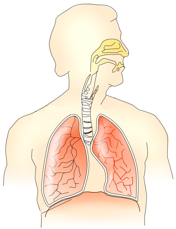 human respiratory system unlabeled diagram