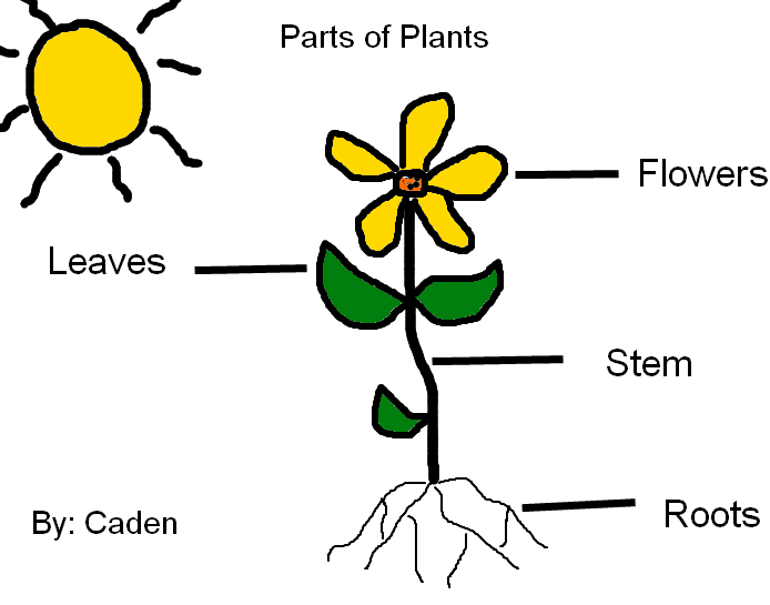 label parts of plants