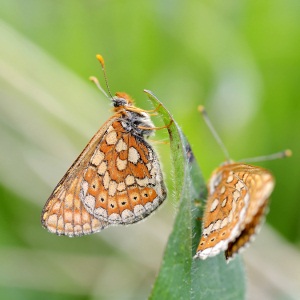 Marsh Fritillary Butterfly Adults