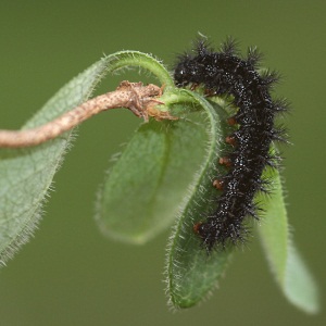 Marsh Fritillary Butterfly Larva (caterpillar)