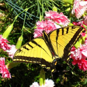Adult Swallowtail Butterfly