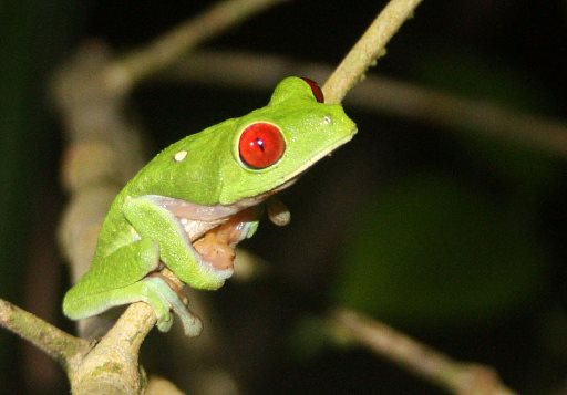 Adult Frog