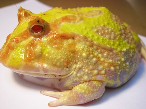 Adult Frog