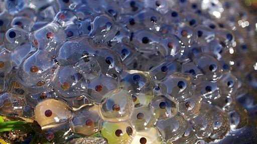Frog Eggs