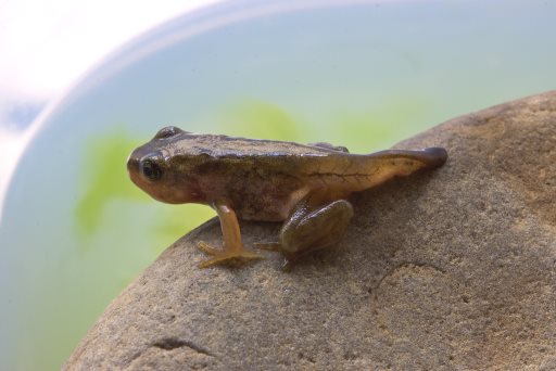 Froglets