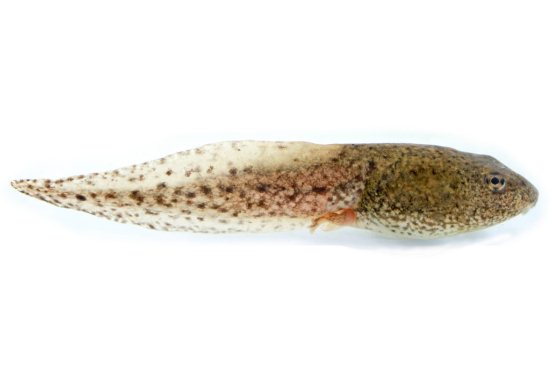 Tadpoles