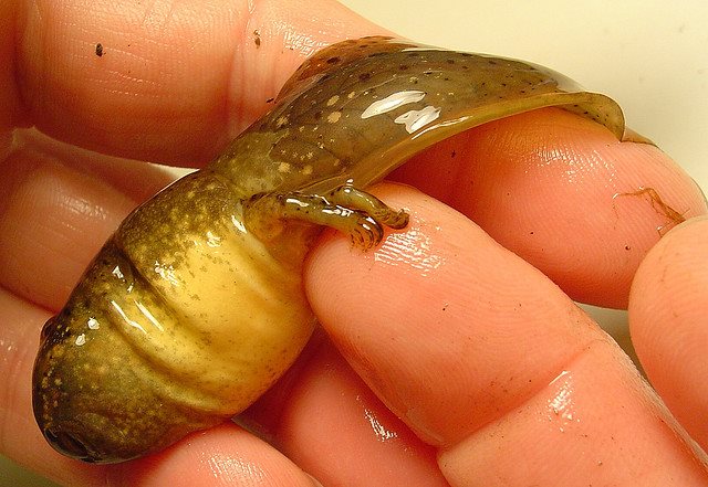 Tadpole with Legs